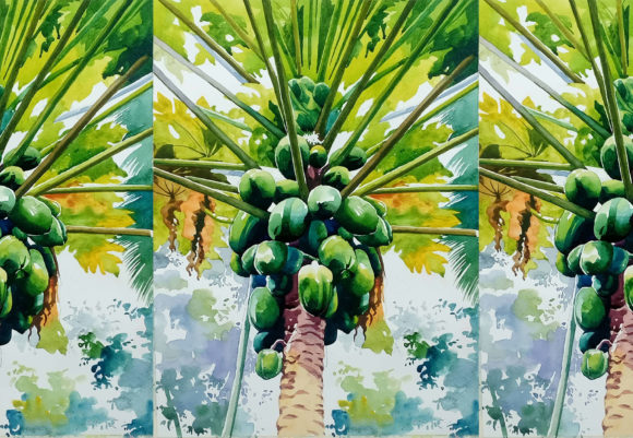 Hand Drawn Watercolor Palm Tree Coconuts Illustrations