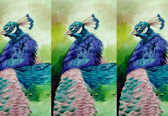 Hand Drawn Watercolor Peacock in the Zoo Illustrations