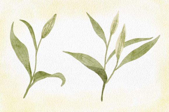 Watercolor Lily Flower Bud with Leaf Illustrations