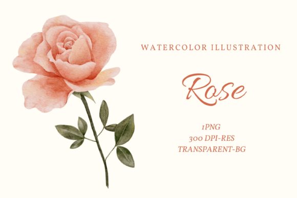 Watercolor Orange Rose Clipart and Illustrations
