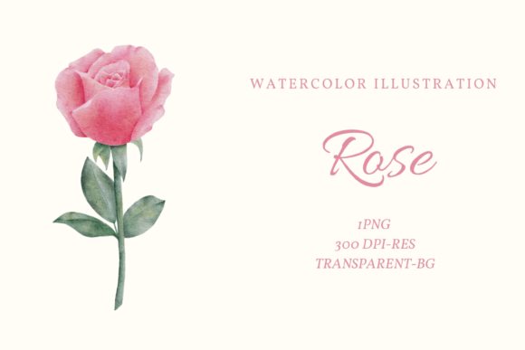 Watercolor Pink Rose Clipart and Illustrations