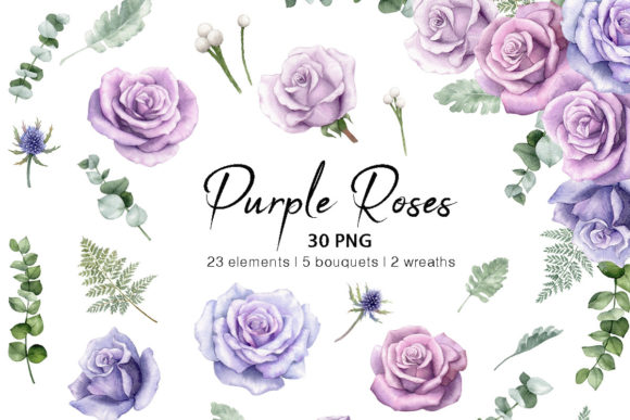 Watercolor Purple Rose Flowers Clipart and Illustrations