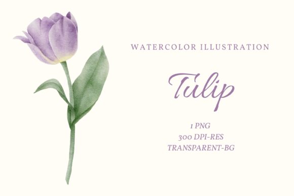Watercolor Tulip Purple Clipart and Illustrations