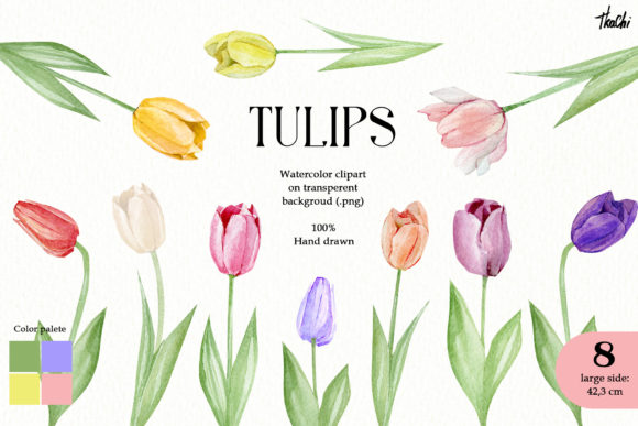 Watercolor Tulips Flower Clipart and Illustrations